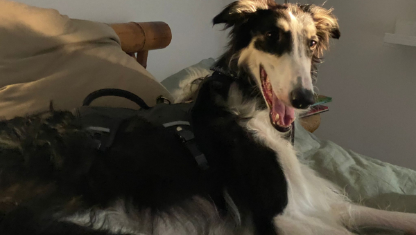 Grischa im neuen Heim